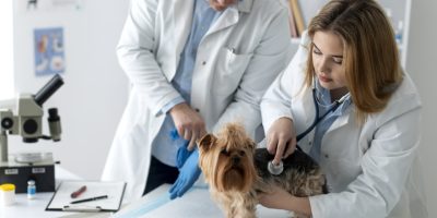 Do sonho ao consultório: o guia definitivo para abrir sua clínica veterinária sem erros