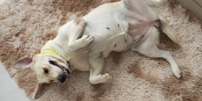 Probióticos x prebióticos x simbióticos