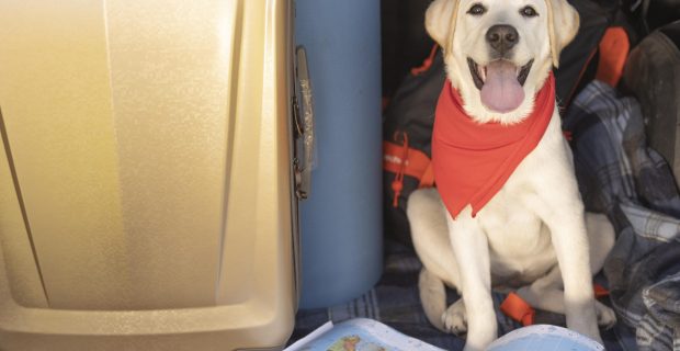 Documentação necessária para viagem de pets precisa de atenção dos tutores