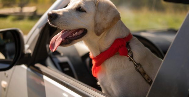 cachorro viagem