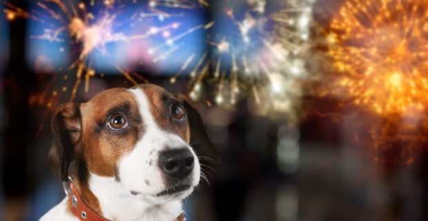 Como posso ajudar meu pet com os barulhos de fogos e comemorações?