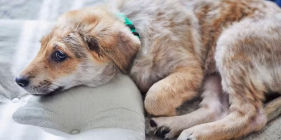 Analgesia em cães e gatos: como tratar a dor neuropática na prática clínica