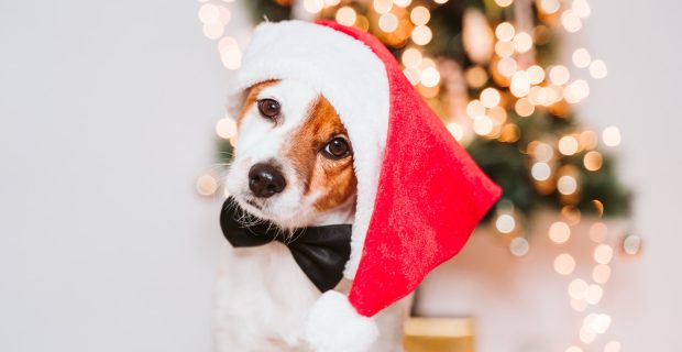 cute jack russell dog at home by the christmas tree, dog wearing a red santa hat