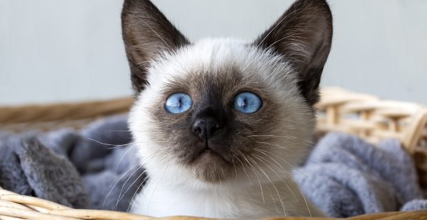Cute kitten siamese cat indoor