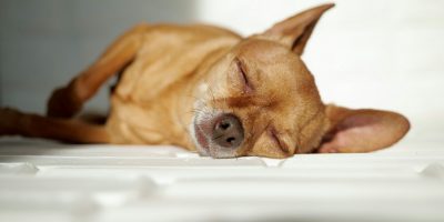 Cute little dog sleeping in the sun