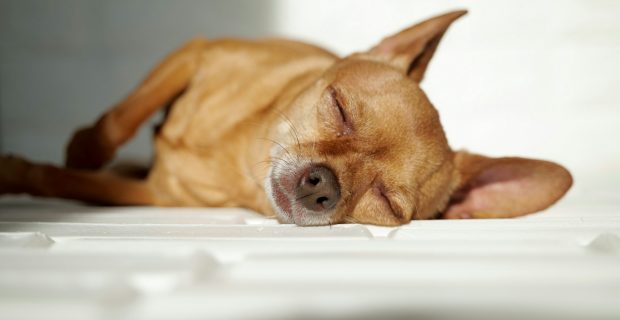 Cute little dog sleeping in the sun