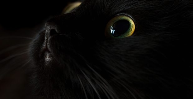 Cute muzzle of a black cat