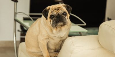 Obesidade animal: epidemia silenciosa, mas visível