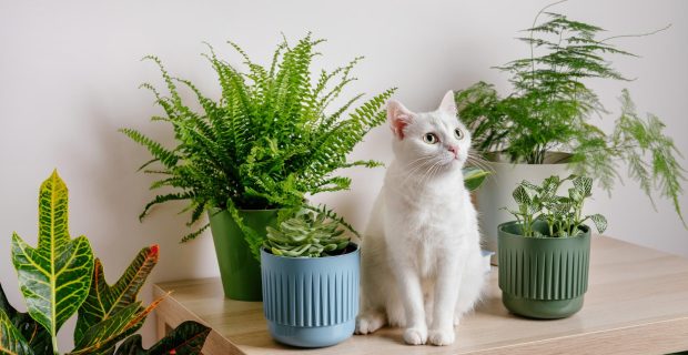 plantas