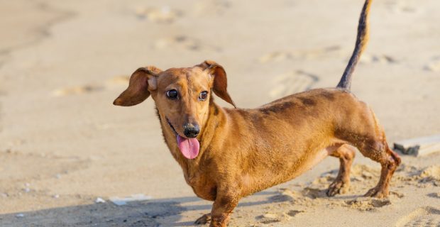 Dachshund Dog in beach