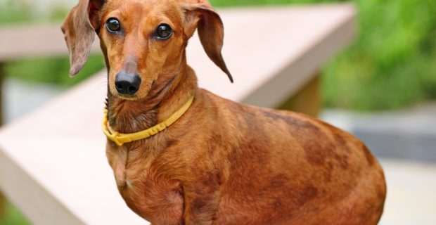 Dachshund