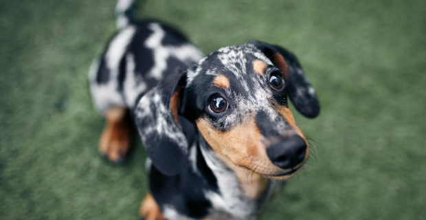 dachshund