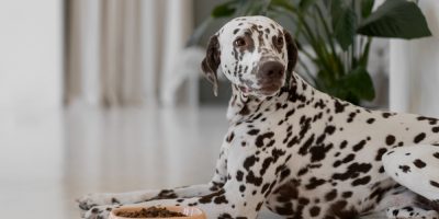 Hiporexia e Anorexia em cães e gatos doentes: como tratar?