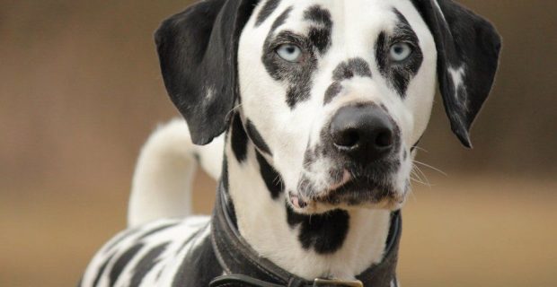 dalmata