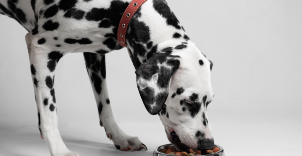 urolitíases cães