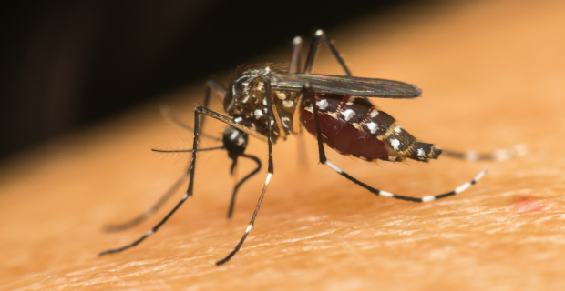 mosquito da dengue
