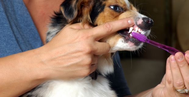 escovação de dentes dos cães