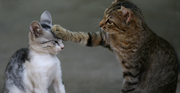 comemoração dia do gato