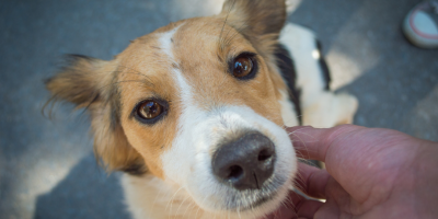 dia mundial dos animais