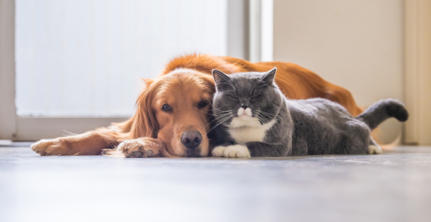 pets diabeticos
