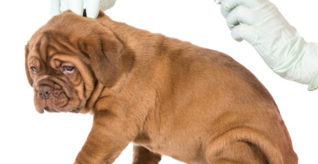 veterinary care