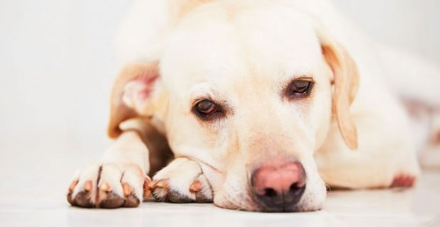 dicas-para-prevenir-o-cancer-em-pets-20160922155757-1571407241