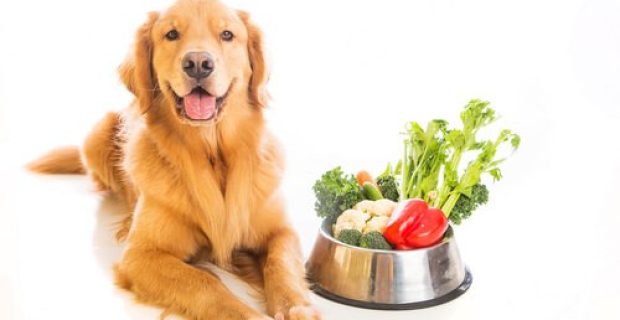 dieta