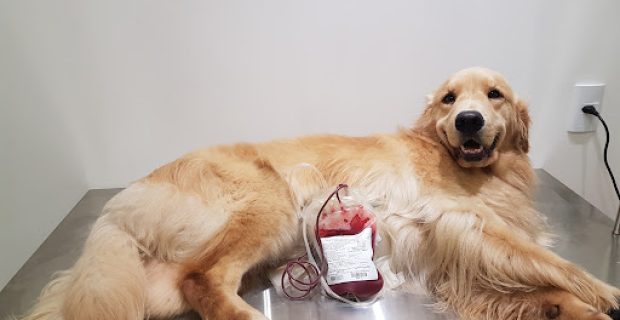 doação de sangue