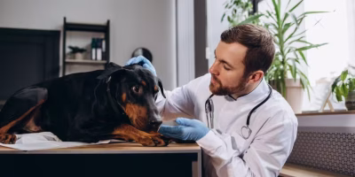 CFMV regulamenta atendimento médico-veterinário domiciliar para pets de pequeno porte