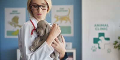 Quem é o médico-veterinário quando tira o jaleco?