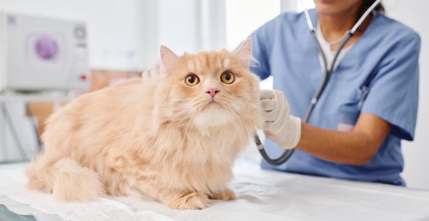 vacina gato