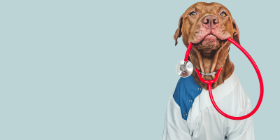 doctor dog