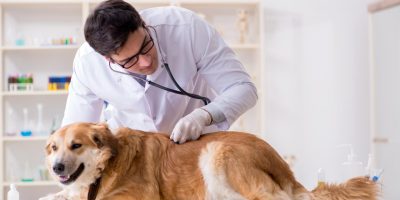 Piso salarial da Medicina Veterinária tem votação adiada na Câmara dos Deputados