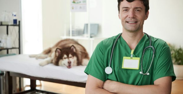 Doctor of Veterinary Clinic