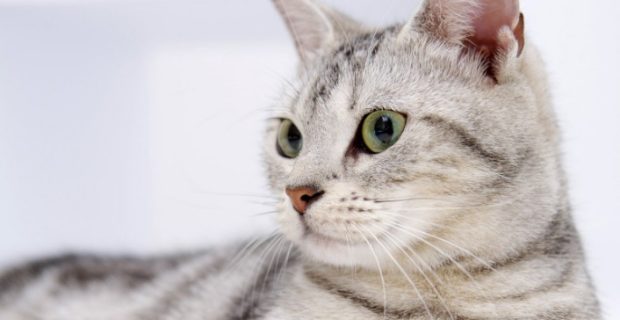documentario gato