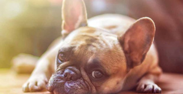 dog-1224267_960_720