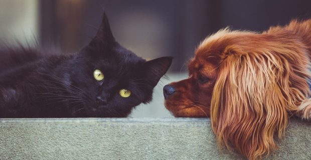 dog-2606759_1280