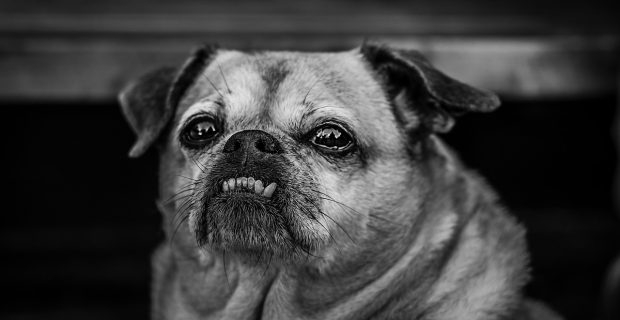 dog-4137859_1280