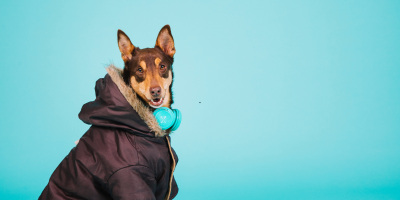 dog agasalhado