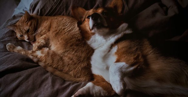 dog-and-cat-Photo by Brianna Santellan on Unsplash