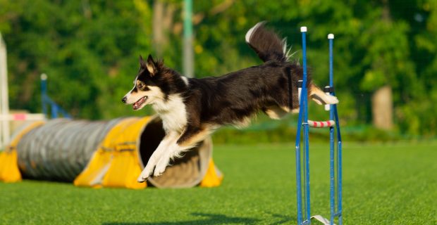 Dog at the Agility Competition