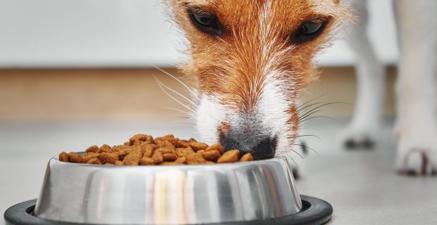 Dog eating dry feed grom food bowl