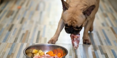 Dietas cruas para cães e gatos: o que a ciência realmente diz sobre riscos e benefícios