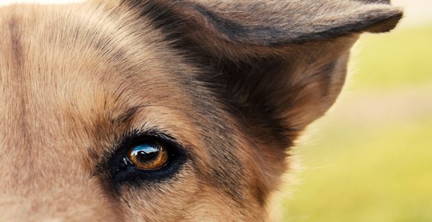 Dog eye and floppy ear