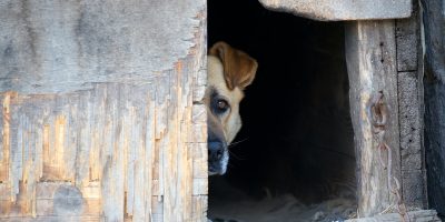 Dog in a dog house