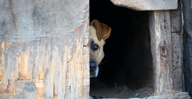 Dog in a dog house