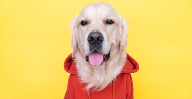 Dog in a red sweatshirt with a hood.
