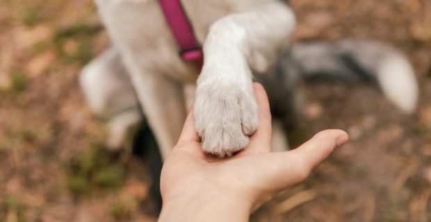 Dog is giving paw to the woman. Dog's paw in human's hand. Domestic pet