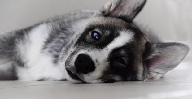 Dog laying on a floor