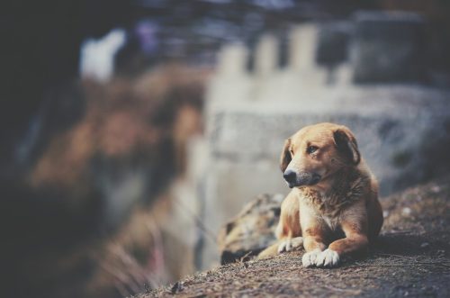Férias de julho acendem alerta para aumento no abandono de animais